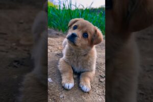 puppy accessories puppy sound (top 10 cutest puppies)#cute #shorts #viralvideo  cute puppy 🥰🥹