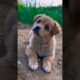 puppy accessories puppy sound (top 10 cutest puppies)#cute #shorts #viralvideo  cute puppy 🥰🥹