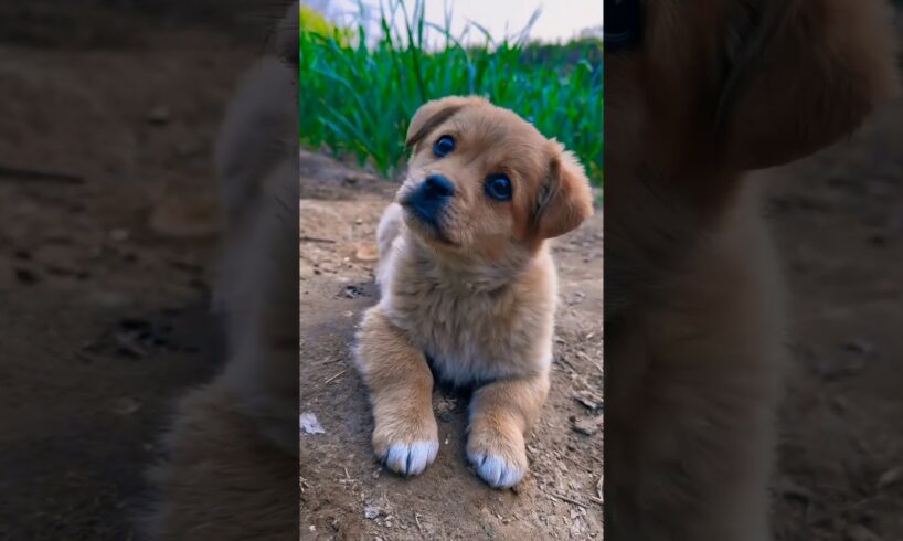 puppy accessories puppy sound (top 10 cutest puppies)#cute #shorts #viralvideo  cute puppy 🥰🥹