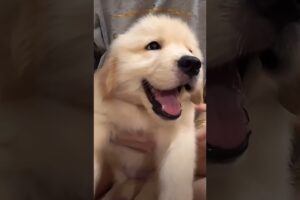 puppy playing doing funny things cutest puppies #cartoon #cute #puppy #viralvideo 😍🐶 shorts