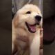 puppy playing doing funny things cutest puppies #cartoon #cute #puppy #viralvideo 😍🐶 shorts