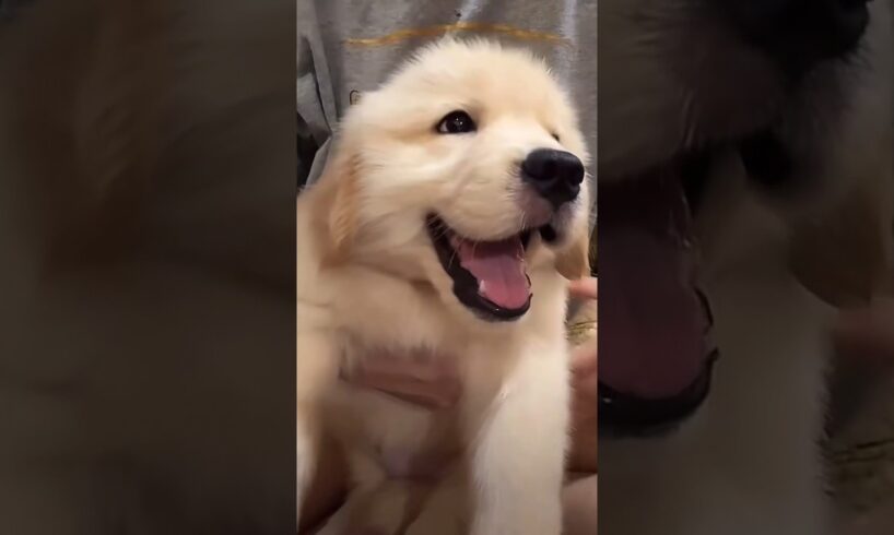 puppy playing doing funny things cutest puppies #cartoon #cute #puppy #viralvideo 😍🐶 shorts