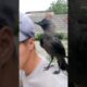 smart crow is playing with me #crow #crow #trending #viralshort #animals #pets