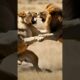 wild animals fighting to the death #animals #shortvideo #wild