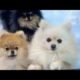 كلاب بومرينيان الجميله  Beautiful Pomeranian dogs          #animals #dog كلب #كيوت