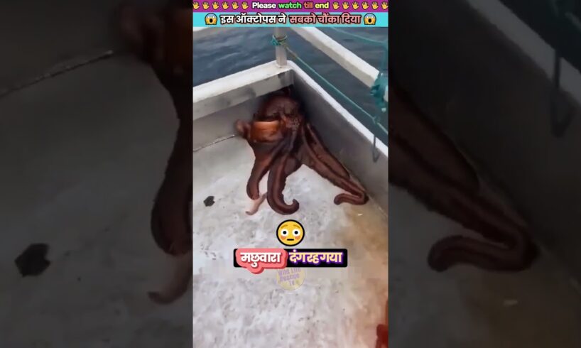 इस ऑक्टोपस ने सबको चौंका दिया 😱 #animal #animals #animallover #animalrescue #octopus