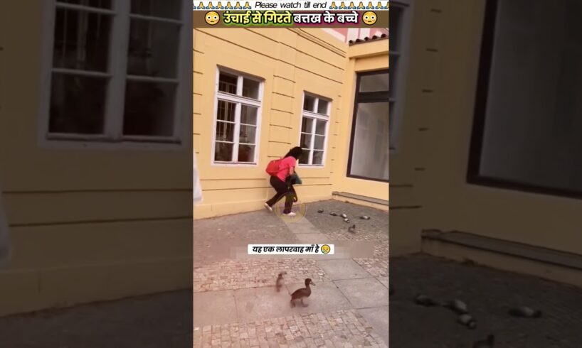 उंचाई से गिरते बत्तख के बच्चे 😳  #animal #animals #animallover #animalrescue #duck