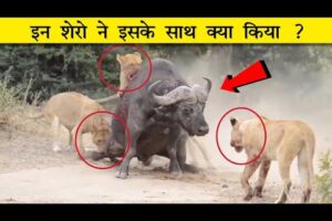 एक Buffalo पर इतने शेर ? | battles of animal | Animal fights