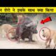 एक Buffalo पर इतने शेर ? | battles of animal | Animal fights