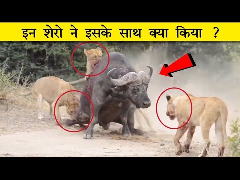 एक Buffalo पर इतने शेर ? | battles of animal | Animal fights