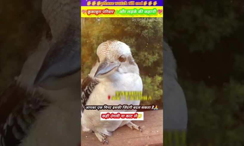 कूकाबुरा चिड़िया और लड़के की कहानी 😱🙏 #animal  #animalrescue #animals #animallover #birds #shorts