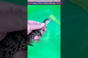 मगरमच्छ 🐊 vs पिल्ला 🐾: दोस्ती की अनोखी कहानी #animal #animals #animallover #animalrescue #dog