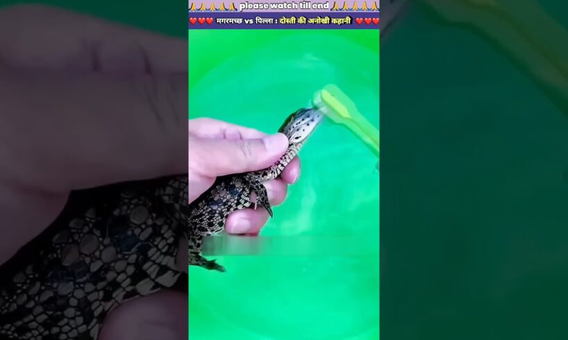 मगरमच्छ 🐊 vs पिल्ला 🐾: दोस्ती की अनोखी कहानी #animal #animals #animallover #animalrescue #dog