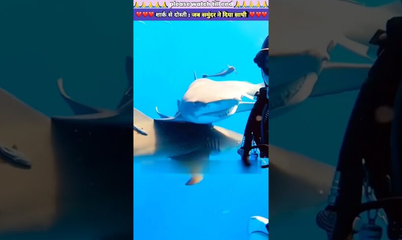 शार्क 🦈 से दोस्ती ❤️: जब समुंदर ने दिया साथी  #animal #animals #animallover #animalrescue #shark