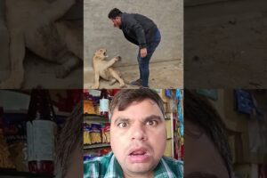 शेर को काबू करना मुस्किल है😲 #trending #fun #duet #animals #shorts