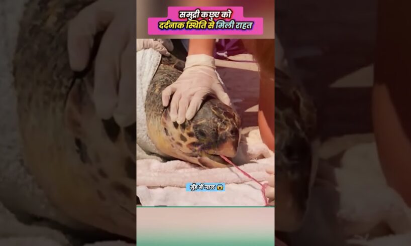 समुद्री कछुए को दर्दनाक स्थिति से मिली राहत 😳 #animal #animals #animallover #animalrescue #turtle