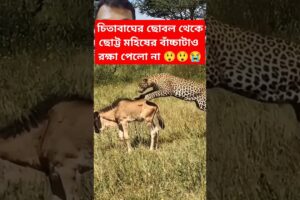 চিতাবাঘের হাত থেকে ছোট্ট মহিষের বাঁচ্চাটা বাঁচতে পারবে? 😲😭 #animals #shorts