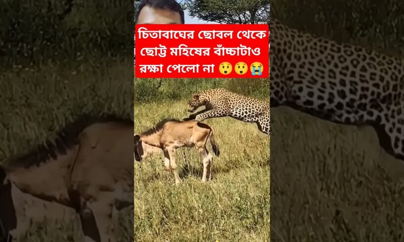 চিতাবাঘের হাত থেকে ছোট্ট মহিষের বাঁচ্চাটা বাঁচতে পারবে? 😲😭 #animals #shorts