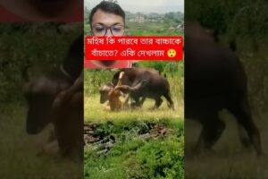 মহিষ কি পারবে তার বাচ্চাকে বাঁচাতে? #animals #shorts