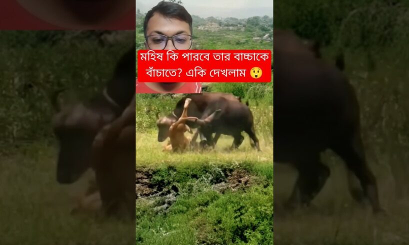 মহিষ কি পারবে তার বাচ্চাকে বাঁচাতে? #animals #shorts