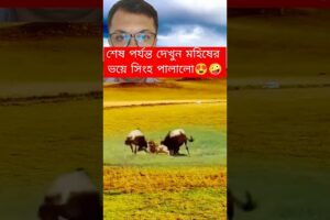 মহিষের গুতার ভয়ে সিংহ পলালো?😍🤣 #animals #shorts #lion