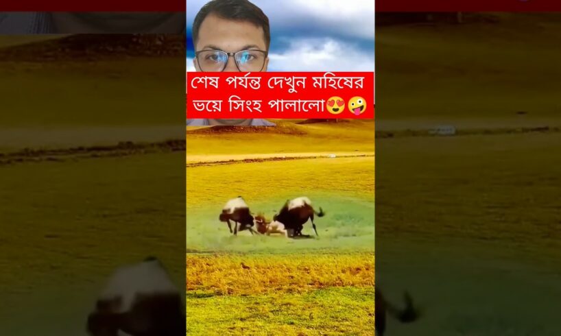 মহিষের গুতার ভয়ে সিংহ পলালো?😍🤣 #animals #shorts #lion