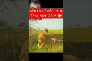 মহিষের দৌড়ানি খেয়ে সিংহ গাছে উঠলো🤣 #animals #shorts #lion