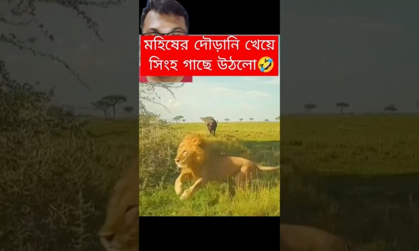 মহিষের দৌড়ানি খেয়ে সিংহ গাছে উঠলো🤣 #animals #shorts #lion