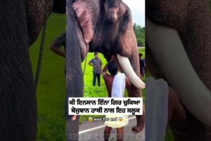 ਕੀ ਇਨਸਾਨ ਇੰਨਾ ਗਿਰ ਚੁਕਿਆ 😡 #viral #animals #sad #shorts #yt