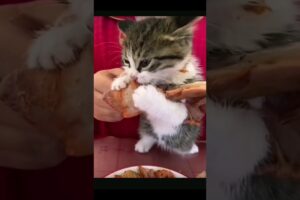 🐱😍小猫咪吃饭有多可爱! #cutest #kitten Chomps on Giant Bone!#cute#cutecat#cutecats#cat#cats#catlover#catlovers