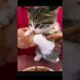 🐱😍小猫咪吃饭有多可爱! #cutest #kitten Chomps on Giant Bone!#cute#cutecat#cutecats#cat#cats#catlover#catlovers