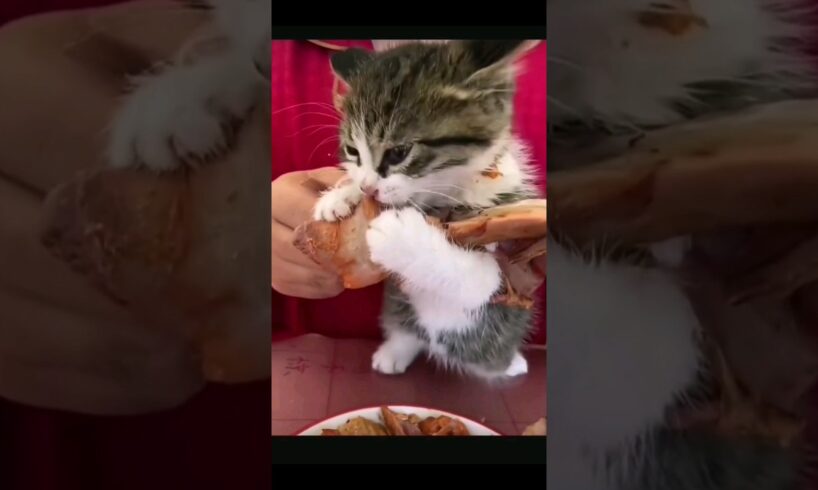 🐱😍小猫咪吃饭有多可爱! #cutest #kitten Chomps on Giant Bone!#cute#cutecat#cutecats#cat#cats#catlover#catlovers