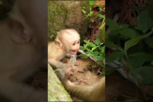 07-09-24 #babymonkey #newbornmonkey #monkeywildlife #cutebabymonkey #adorablebabymonkey