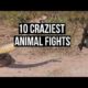 10 CRAZIEST Animal Fights Caught On Camera