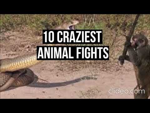 10 CRAZIEST Animal Fights Caught On Camera