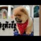 Cute Dog Collection, The World’s Cutest Puppies #dog #puppies #puppy #video #cute #cutest