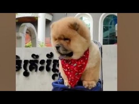 Cute Dog Collection, The World’s Cutest Puppies #dog #puppies #puppy #video #cute #cutest