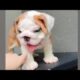 Cute Dog Collection, The World’s Cutest Puppies #dog #puppies #puppy #video #cute #cutest