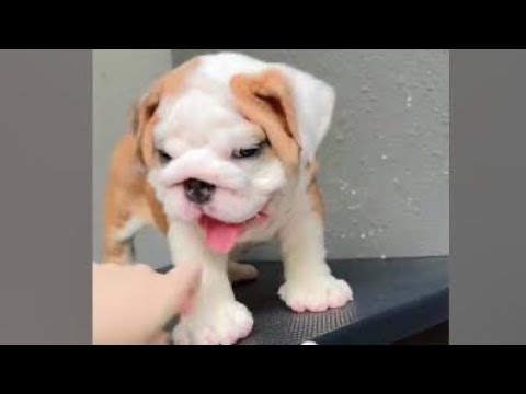 Cute Dog Collection, The World’s Cutest Puppies #dog #puppies #puppy #video #cute #cutest