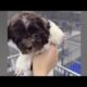 Cute Dog Collection, The World’s Cutest Puppies #dog #puppies #puppy #video #cute #cutest