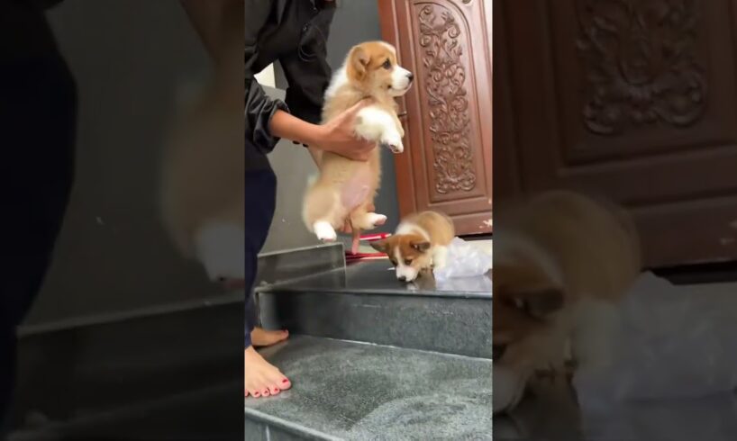 Cute Dog Collection, The World’s Cutest Puppies #dog #puppies #puppy #video #cute #cutest