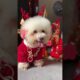 Cute Dog Collection, The World’s Cutest Puppies #dog #puppies #puppy #video #cute #cutest