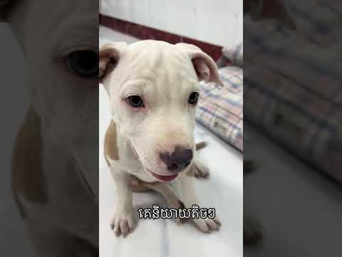 Cute Dog Collection, The World’s Cutest Puppies #dog #puppies #puppy #video #cute #cutest