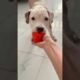 Cute Dog Collection, The World’s Cutest Puppies #dog #puppies #puppy #video #cute #cutest