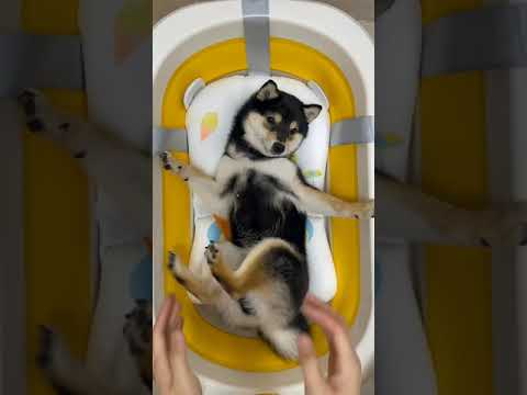 Cute Dog Collection, The World’s Cutest Puppies #dog #puppies #puppy #video #cute #cutest