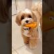 cute puppies funny moment cute overload ❤️#hellomochi #shorts #dog #funnydogs #funnyanimals #bichon