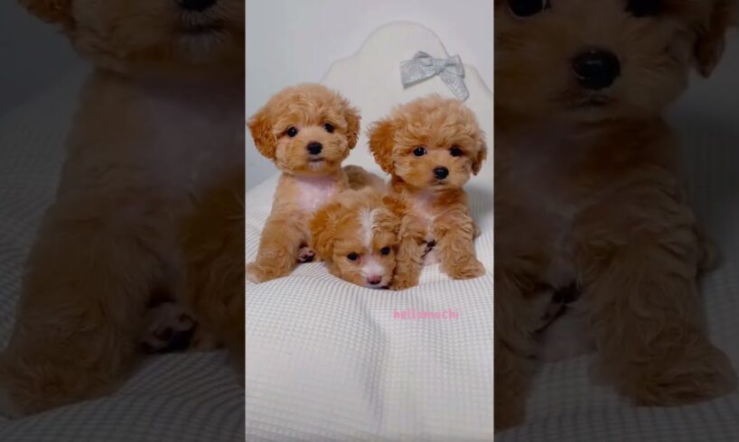 cute puppies funny moment cute overload ❤️#hellomochi #shorts #dog #funnydogs #funnyanimals #bichon