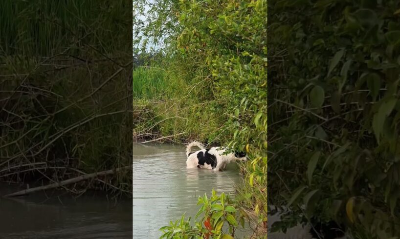 Rural Life🤗Cute Puppies #shorts #rurallife #dog #dogs #animals #pets #cutedog #dogshorts #doglover