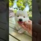 Cute Dog Collection, The World’s Cutest Puppies #dog #puppies #puppy #video #cute #cutest