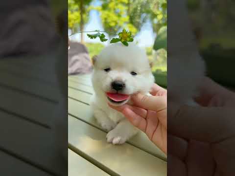 Cute Dog Collection, The World’s Cutest Puppies #dog #puppies #puppy #video #cute #cutest